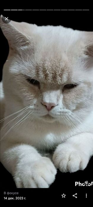 Шотландский скоттиш страйт е2133 Генри