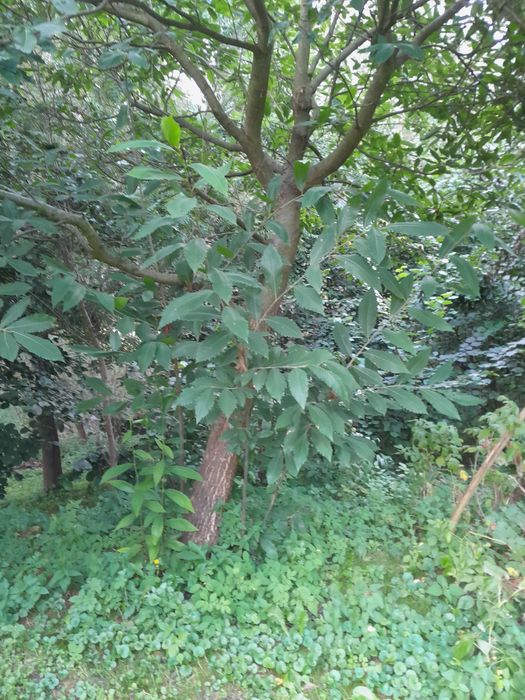 Kasztan  jadalny drzewo 6m wysokie ,piękne owoce