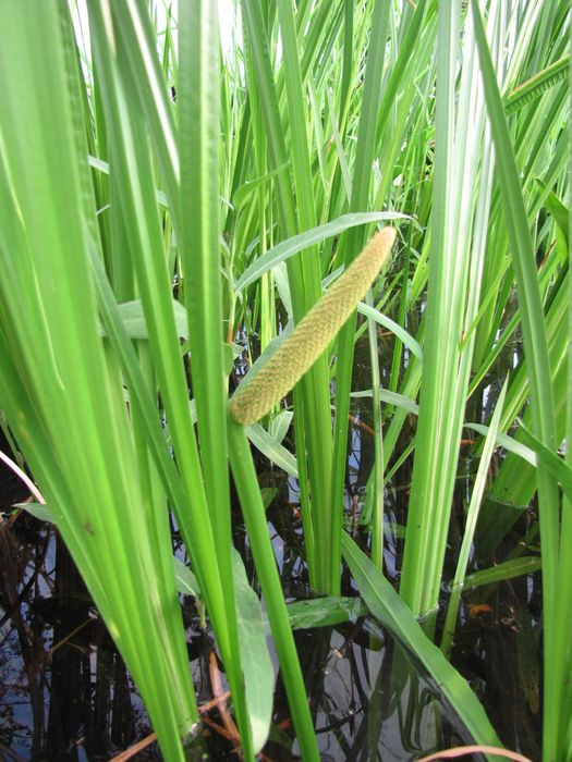 Rośliny wodne, rośliny przybrzeżne , Kamieńsk lesiakowski.pl
