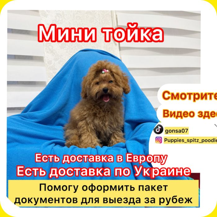 VIP ‼️ Кукольная ‼️ Девочка имальтипу мини 100 %!‼️Родители свои