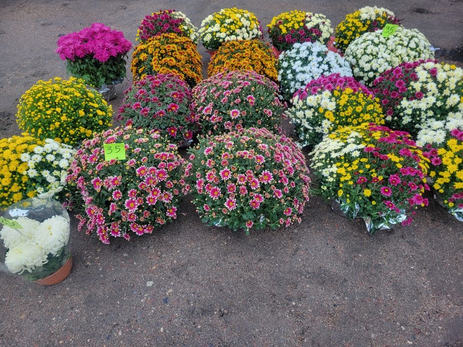 Chryzantemy Dostępne