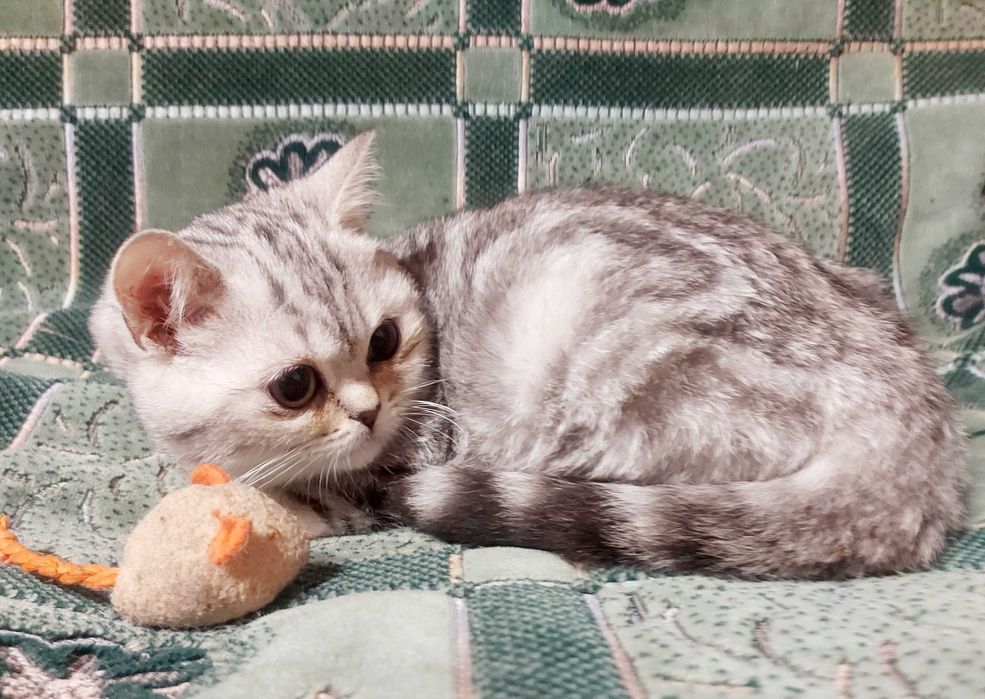 Шотландская кошечка