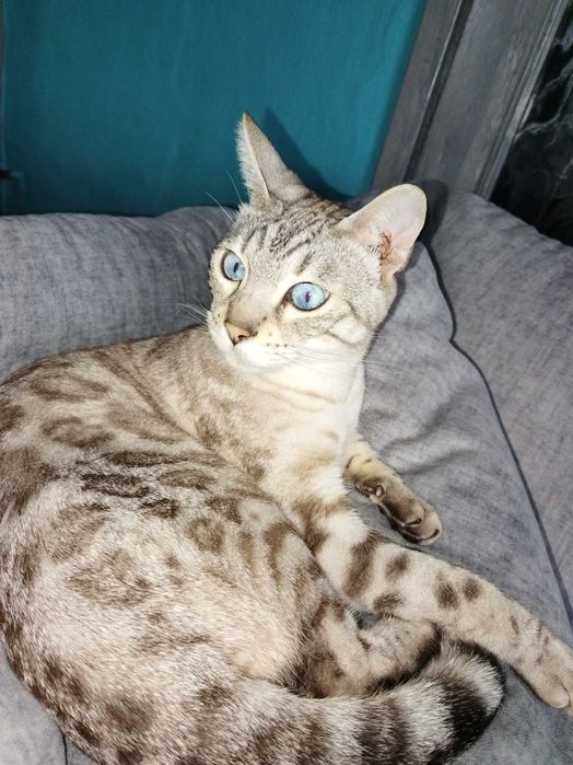 Koty rasowe bengalskie