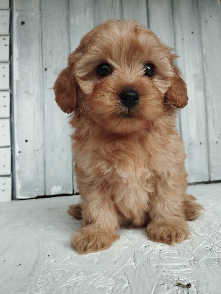 Cavapoo suczka cavapoo f1b ( nie maltipoo maltańczyk pudel cavalier)