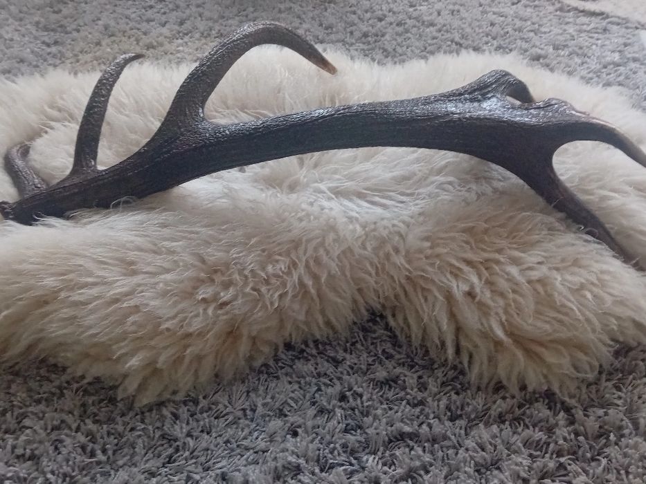 Poroże jelenia. zrzuty para 7 kg.