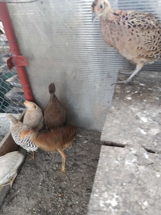 Bazant srebrny samiec