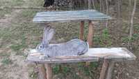 Кролики Європейська Шиншила вік 3,,4 м