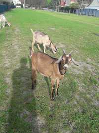 Koza ,kózki siostry 70 % anglinubijskie