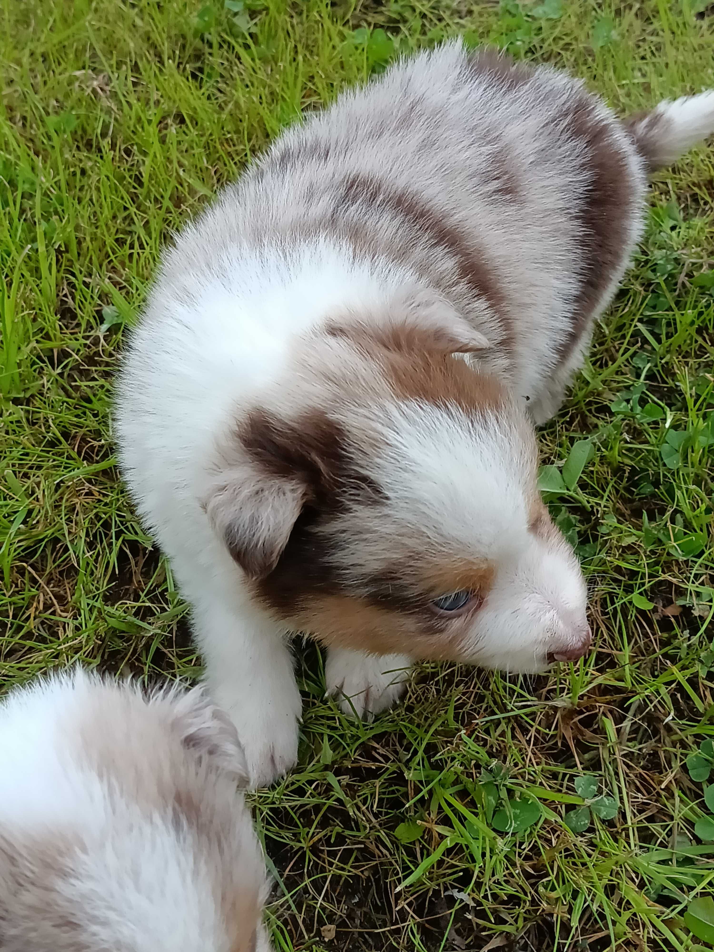 Border Collie - Red merle tricolor