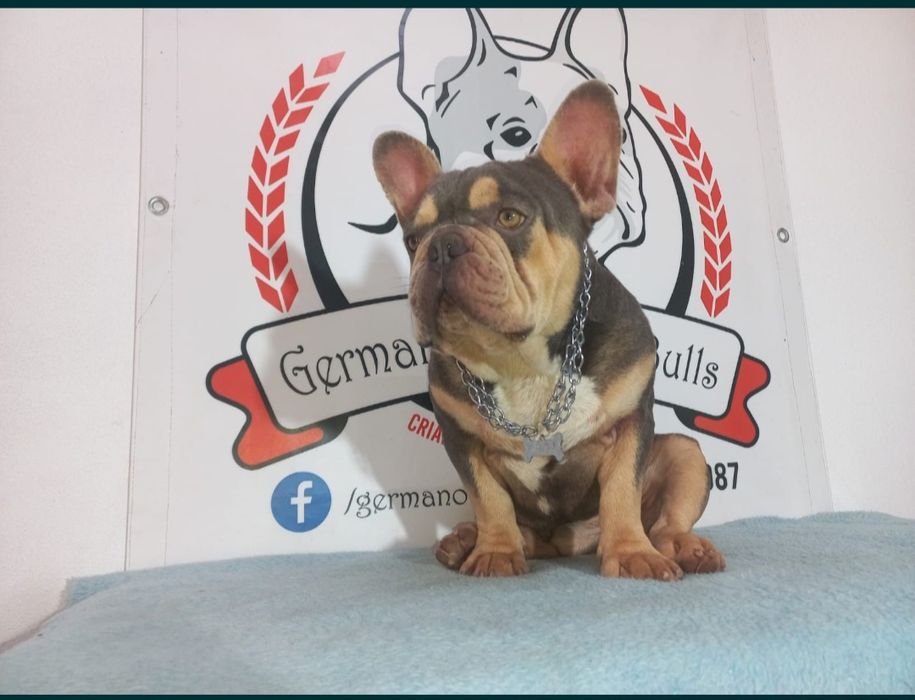 Bulldog francês montas/cruzas lilac tan mascless