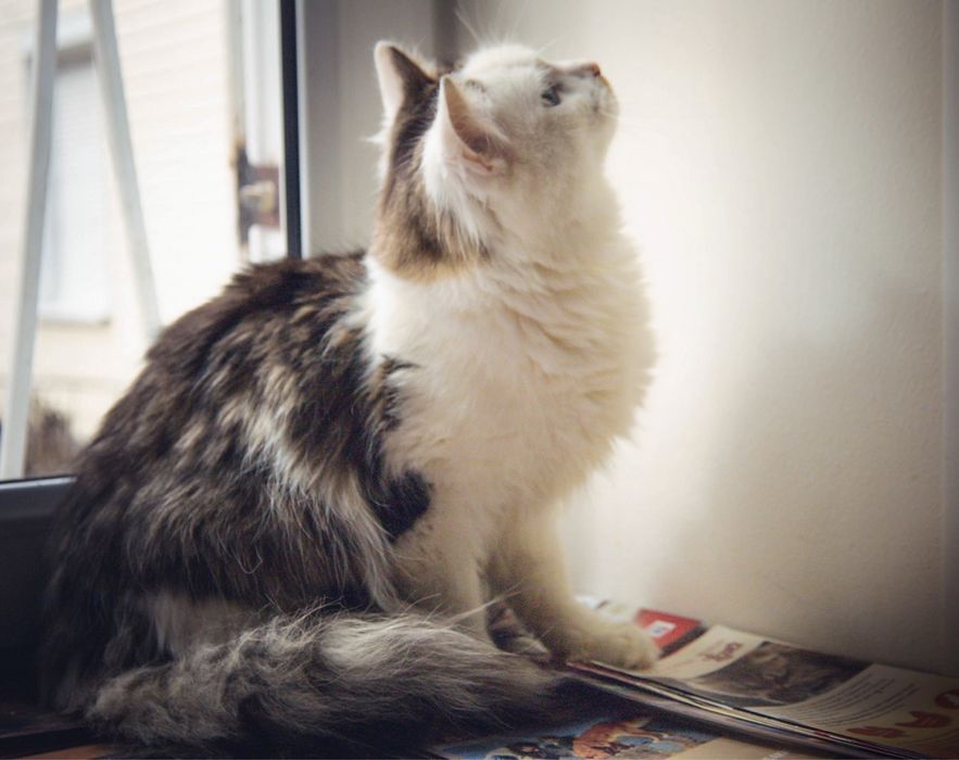 Молоденький котик (10 месяцев) ищет любящую семью