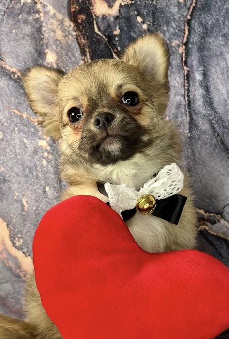 Chihuahua piesek długowłosy do odbioru