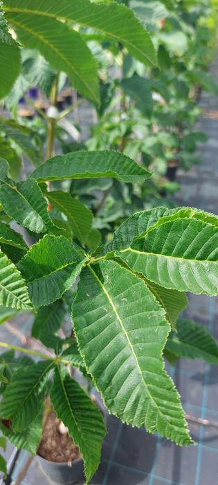 Aesculus ×carnea / Kasztanowiec czerwony