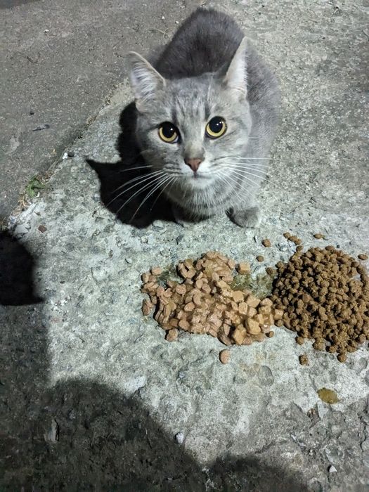 Кіт кастрований сірий