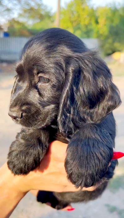 Поспішайте залишились плюшеві хлопчики Кокер Спанієль!Акція! Є хлопчик