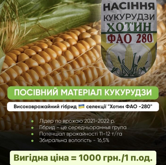 Посівна кукурудза