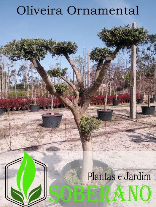 Oliveira de Jardim Ornamental