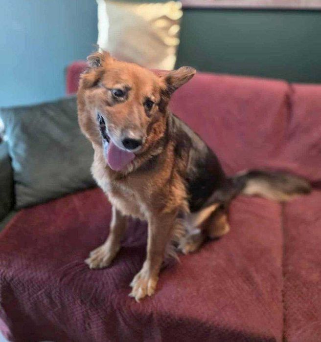 RAJA bardzo prosi o dom