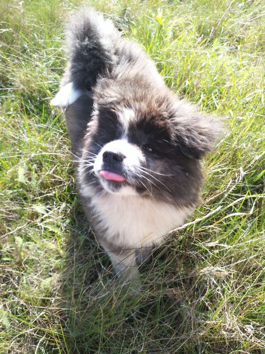 Szczeniak Japońska Akita Inu