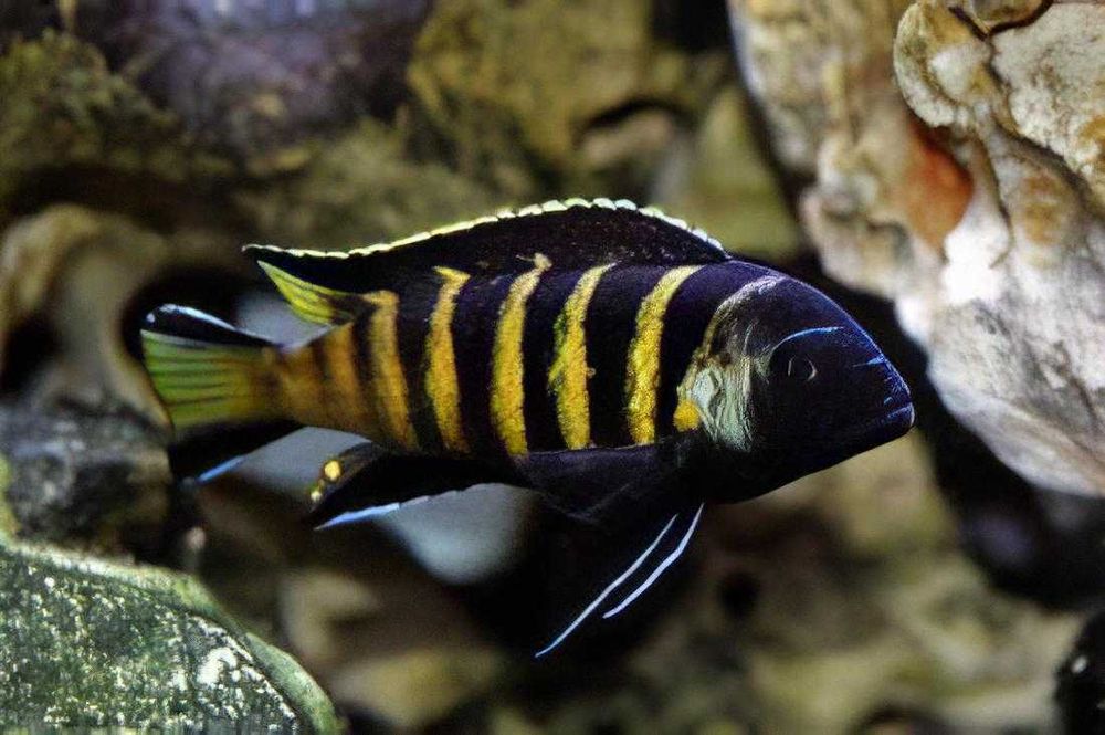 Pyszczaki Pseudotropheus elongatus Chailosi Metriaclima WYSYŁKA