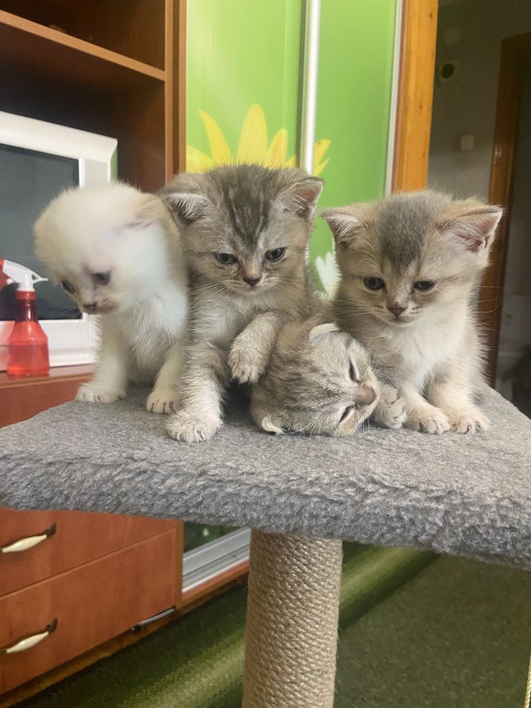 Котенята Шотландські