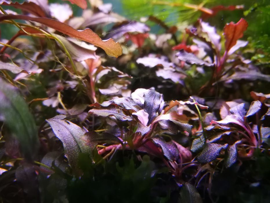 Bucephalandra sadzonki