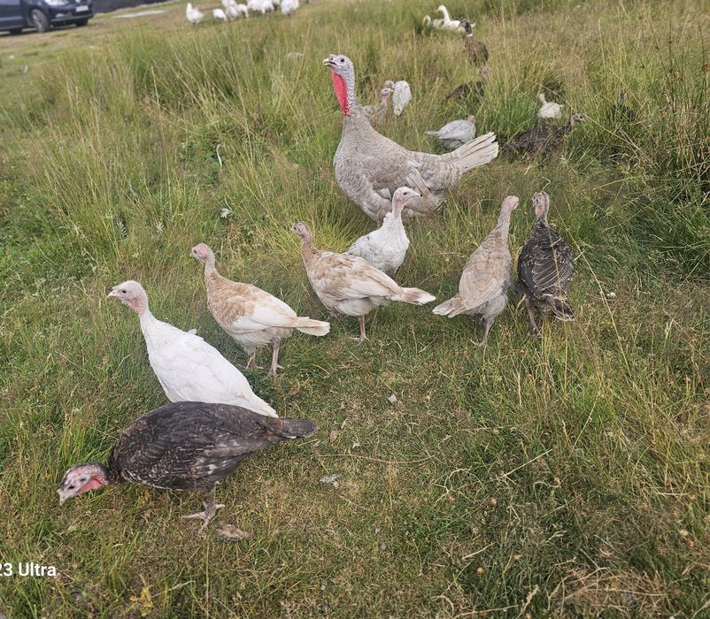 Indyczki młode w różnym wieku