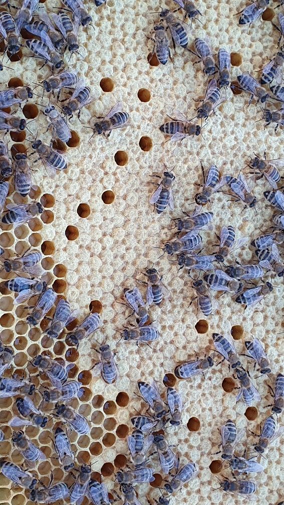 Pszczoły rodziny pszczele - ramki wielkopolskie