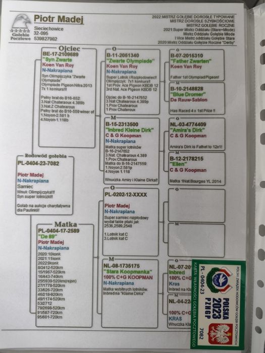 Gołębie pocztowe oryginał Madej Piotr