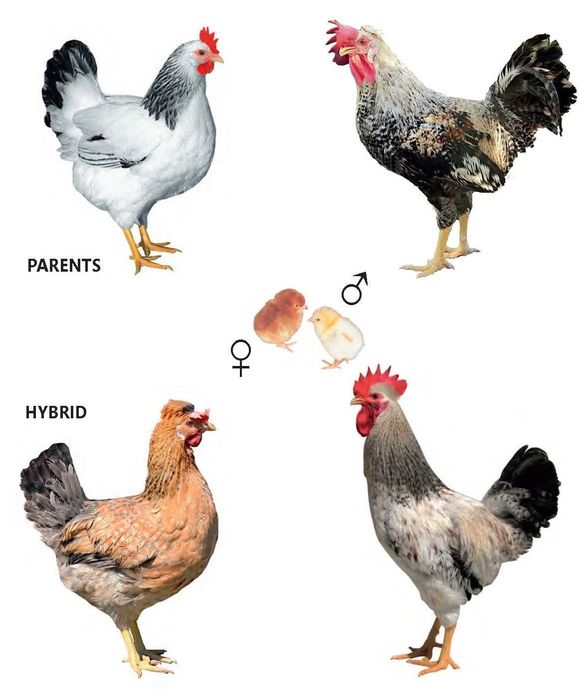 Домінант інкубаційне яйце кольорові імпорт