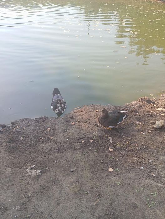Sprzedam kaczki do dalszej hodowli