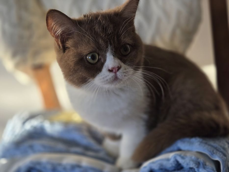 Kocurek brytyjski bicolor czekoladowy