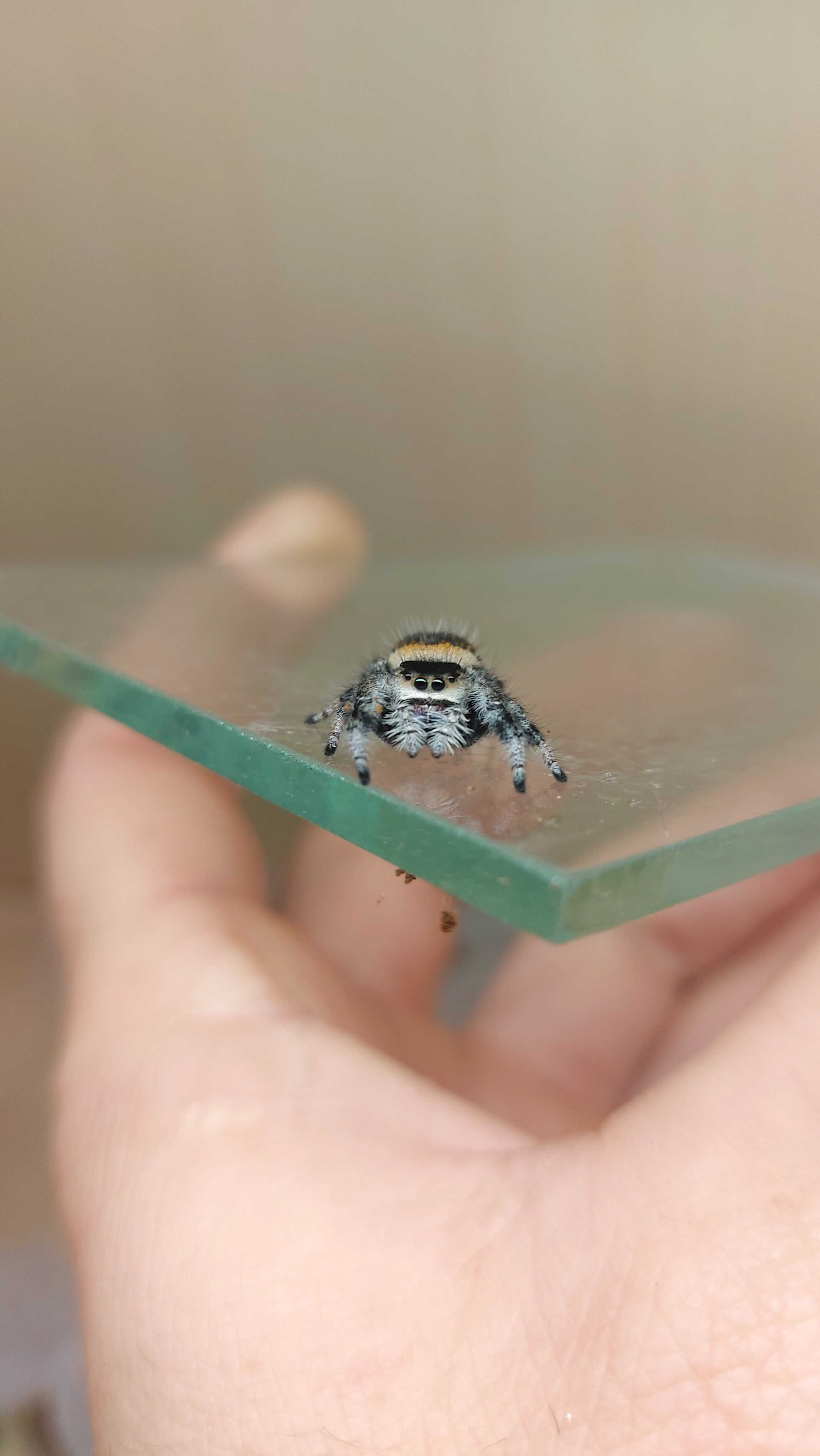 Skakun phidippus regius Soroa L3