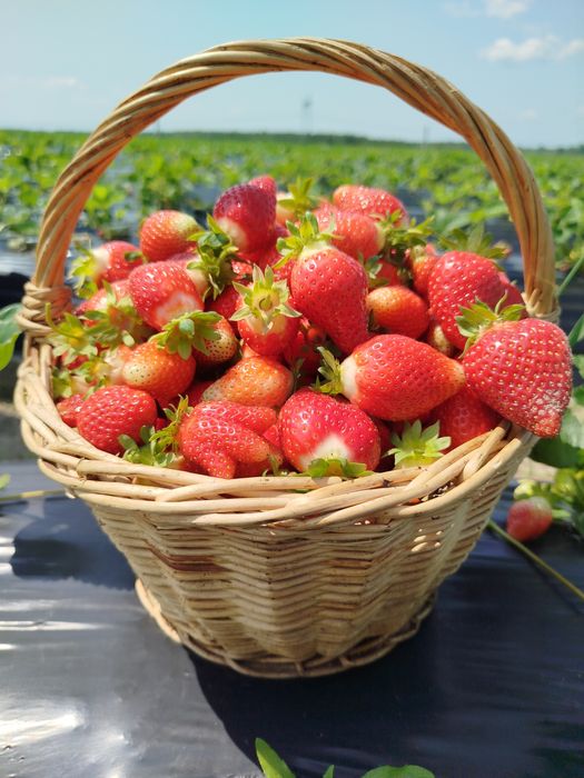 Розсада полуниці  сорт Азія копанка