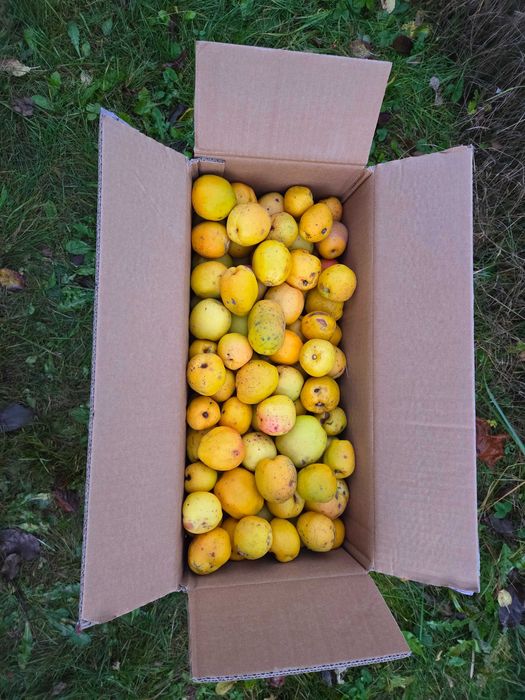 Owoce pigwowca japońskiego - 7 kg.