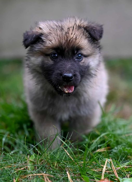 Oddam w dobre ręce szczenięta - Mają i Gucio