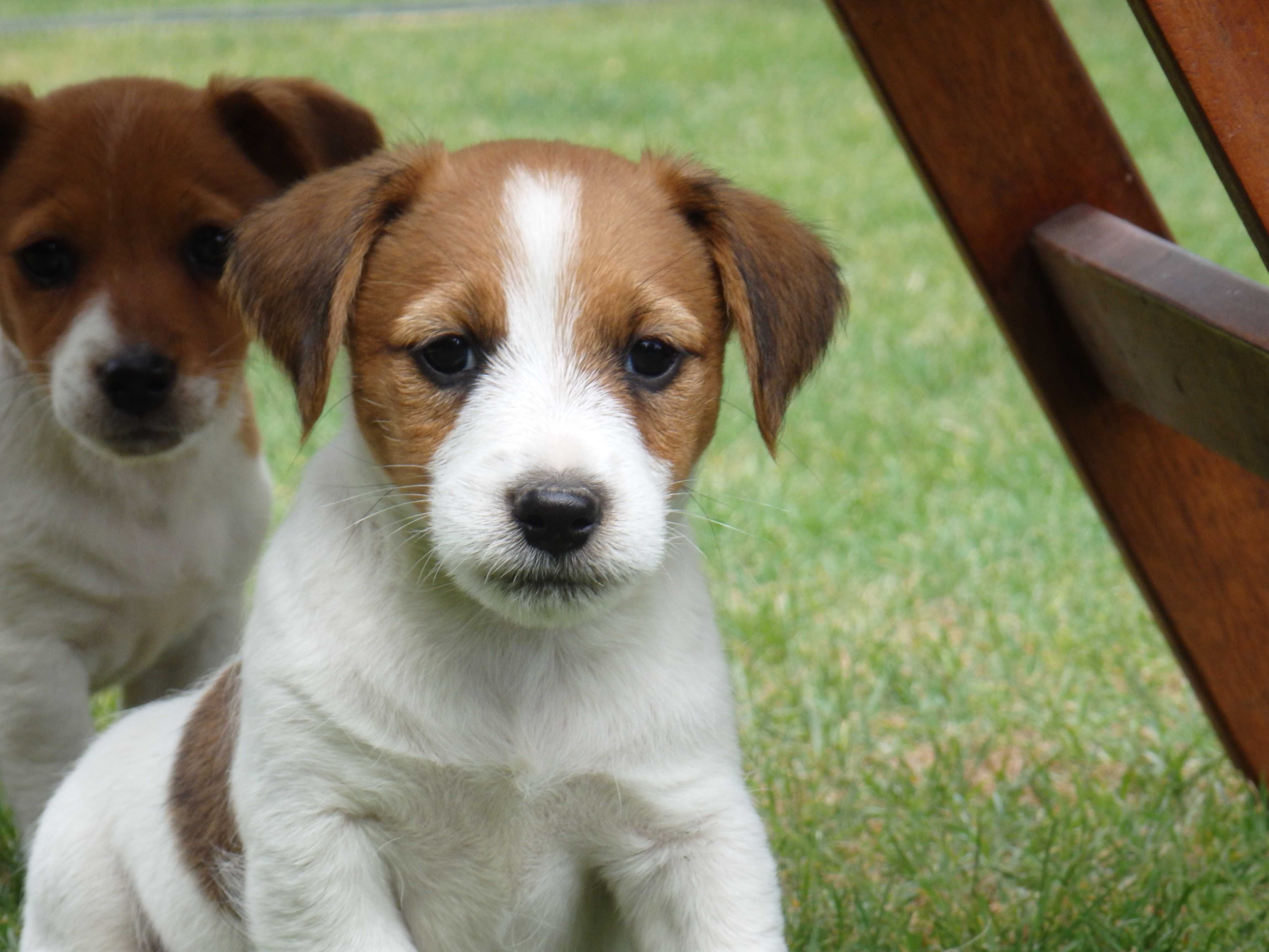 Jack Russell Terrier piesek od #Smartie Jacks # rodzice ZKwP/ FCI