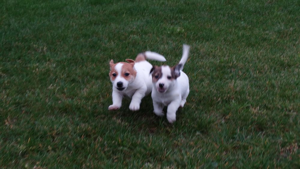 Jack russell Terrier piesek