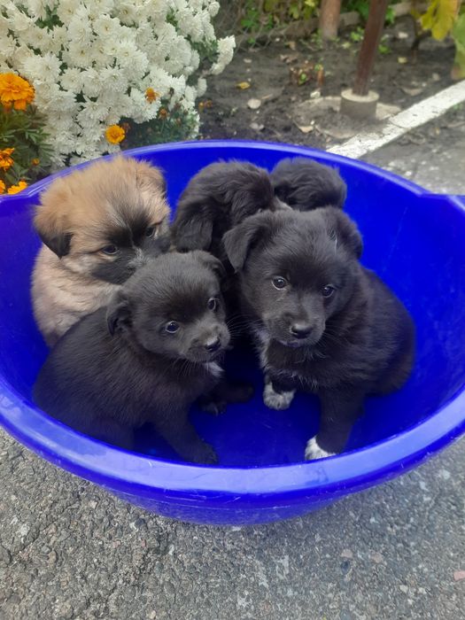 Віддам цуценят в добрі руки