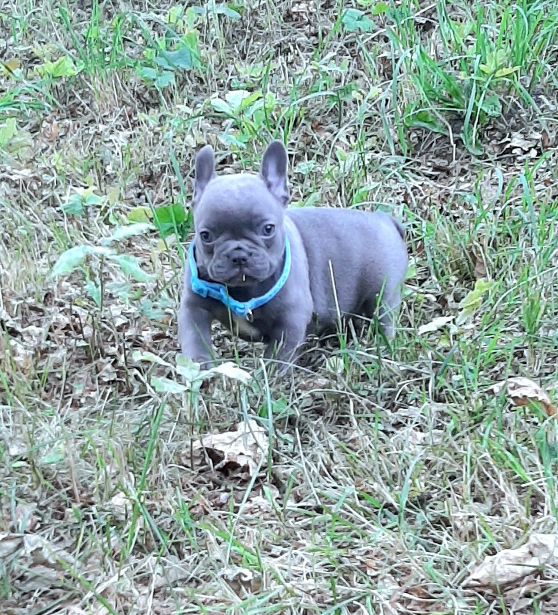 Buldog francuski szczeniak blue