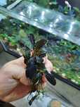 Bucephalandra theia