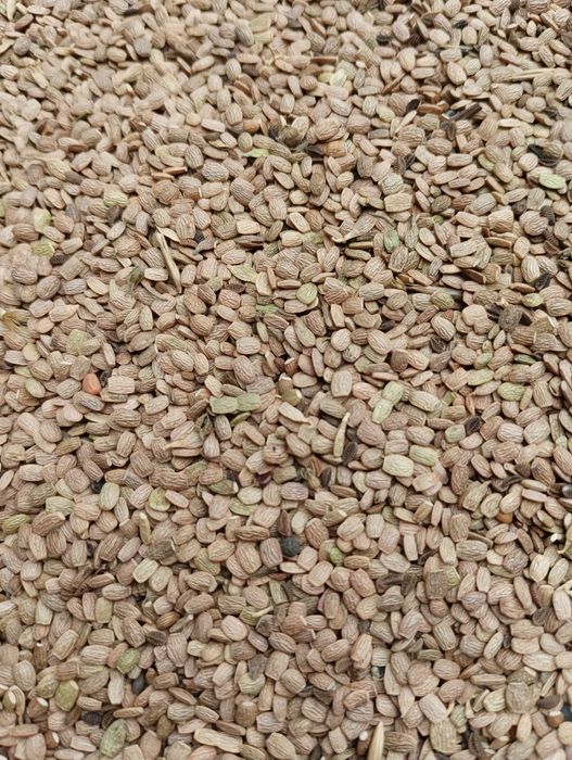 Saladera  7 zł/kg