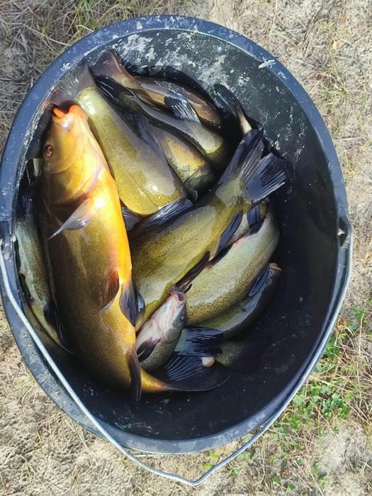 karaś japoniec kroczek szczupak karp lin amur