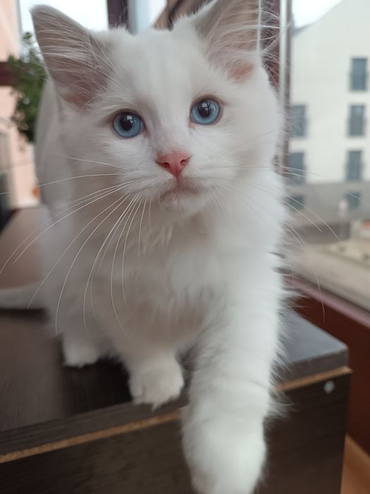 Kotek Ragdoll z legalnej hodowli