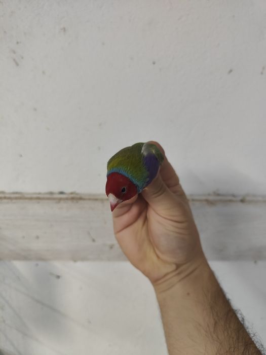 Diamante de gould
