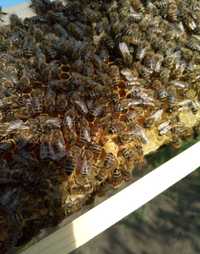Пчелы , пчелиные отводки, пчелопакеты 3 р.р +1 корм