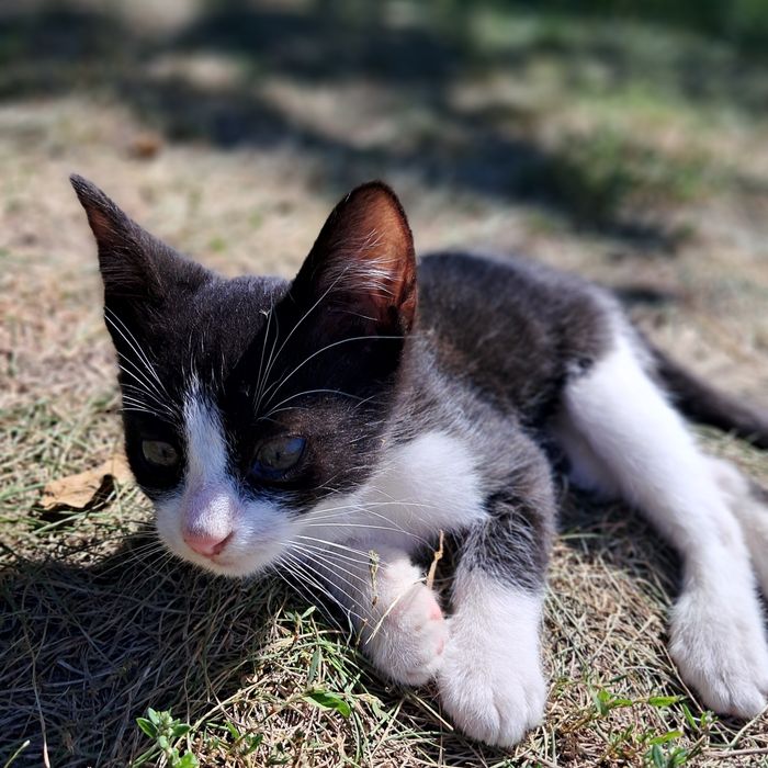 Кошеня шукає дім