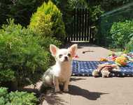 Chihuahua suczka