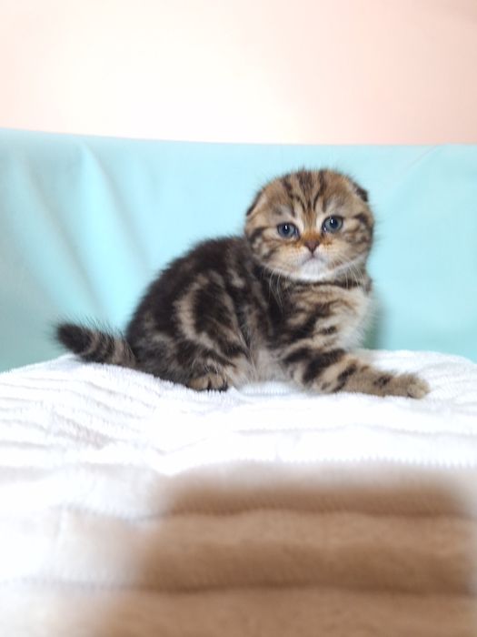 Мармурова красуня.