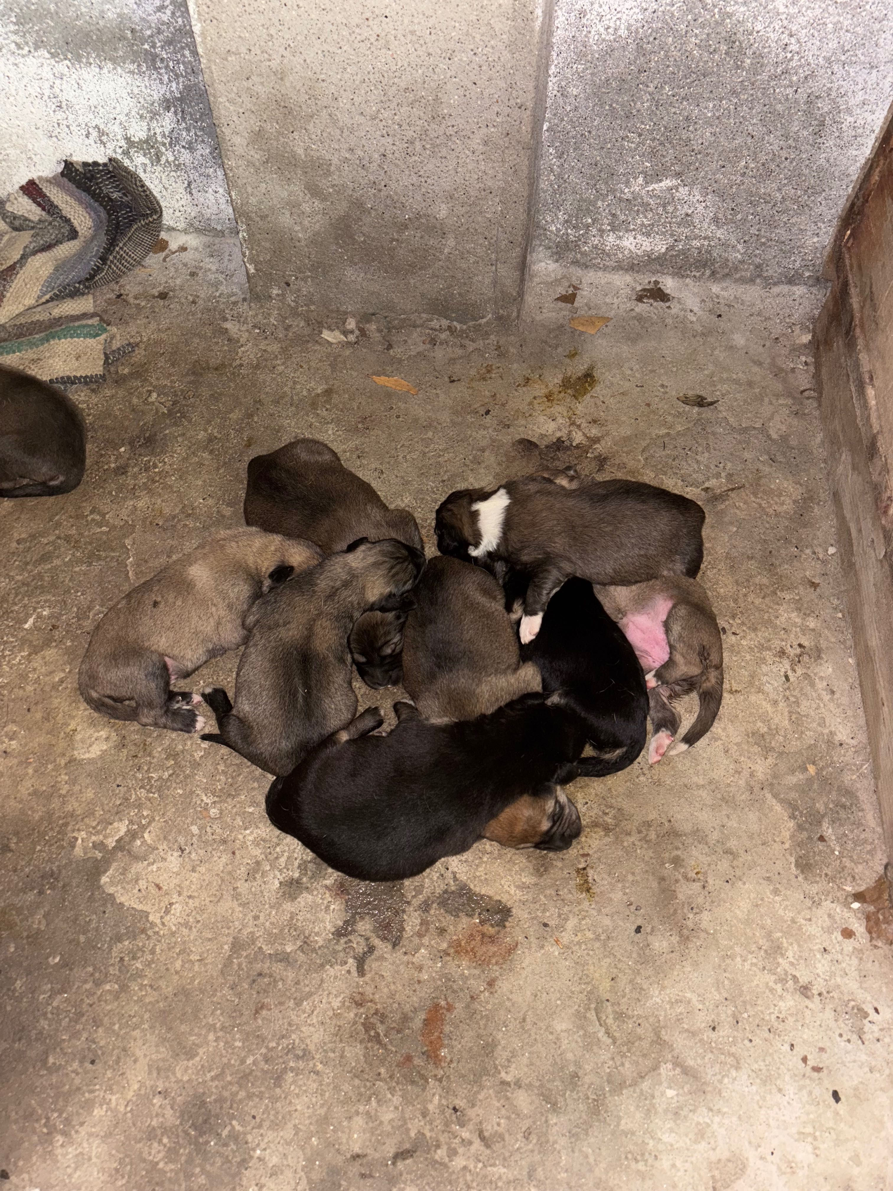 Cães GRATUITO para adoçao